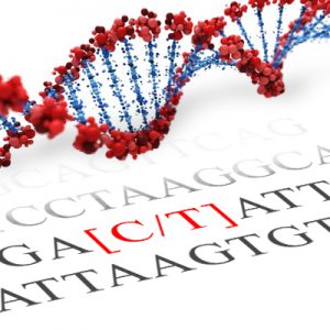 FTO SNP Genotyping