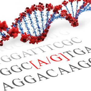 COMT SNP Genotyping