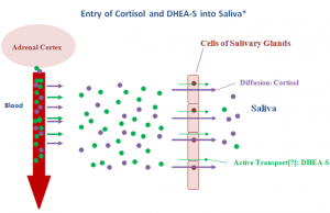Entry of Cortisol & DHEA-S into Saiva
